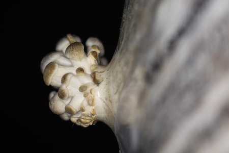 Oyster mushroom growing from a seedling bagsの写真素材