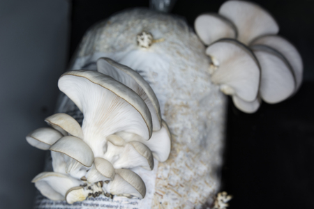 Oyster mushroom growing from a seedling bagsの写真素材