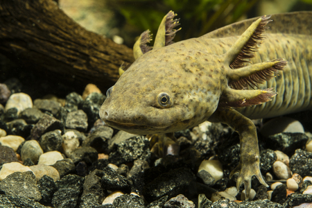 Axolotl in the aquariumの写真素材