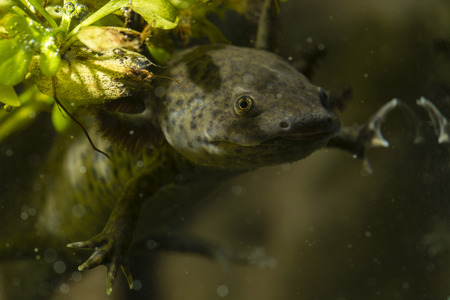 Axolotl in the aquariumの写真素材