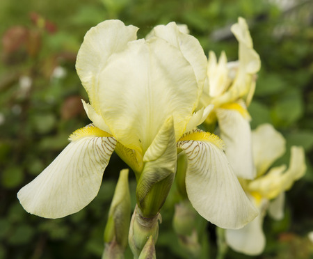 yellow iris flower