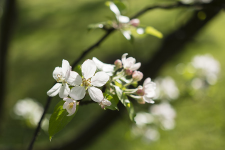 white flowers on an apple treeの写真素材
