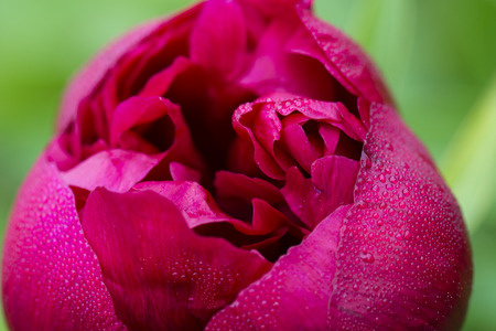 red peony flower and drops of dew on petals slicesの写真素材