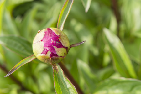 Red peony flower bud and orange ants crawling on HIMの写真素材