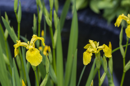 yellow iris flower water