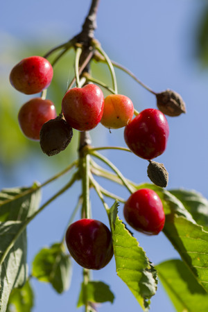 Blushing cherries on a tree and blue sky in the backgroundの写真素材