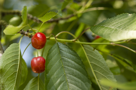 Blushing cherries on a treeの写真素材