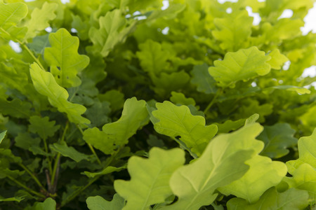 light green leaves of oakの写真素材