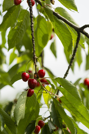Blushing cherries on a treeの写真素材