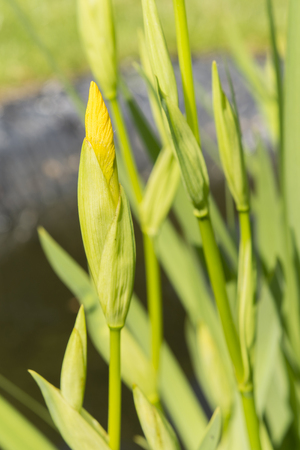 bud yellow water iris