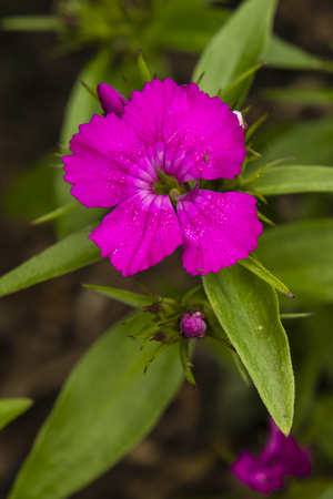 purple flower in the gardenの写真素材