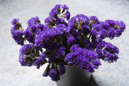blue flowers Immortelle