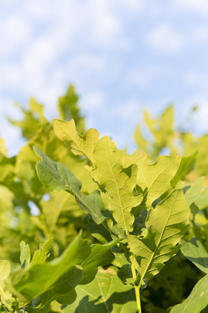 Young green oak leaves.