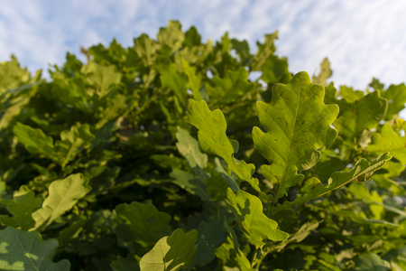 Young green oak leaves.の写真素材