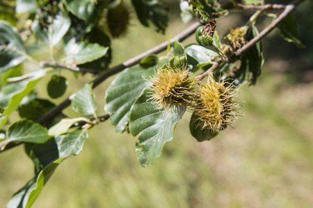 Fruits beech tree.