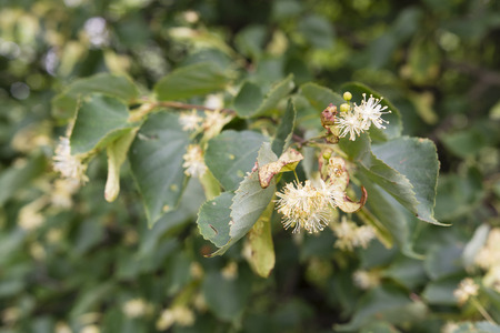Withered flower linden tree.の写真素材