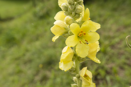 Mullein flower.の写真素材