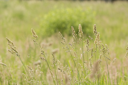 Flowers with pollen of meadow plants.