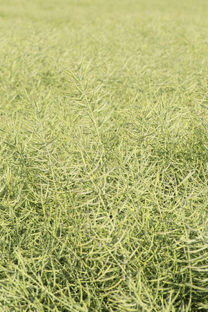 Green fruit oleaginous rape field.の写真素材