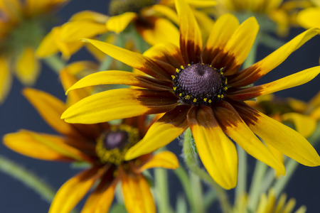 Arnica flower with a black background.の写真素材