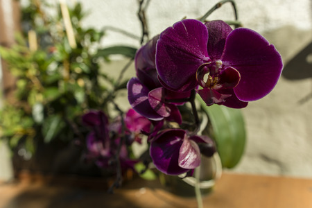 Purple orchid flower.の写真素材