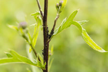 Aphids on the stem thistle.