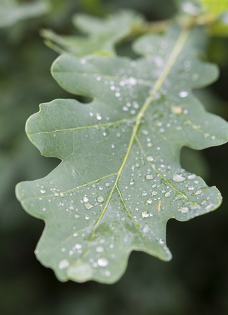 Oak leaf with water drops on the tree.の写真素材
