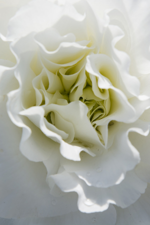 Macro view of white flower.