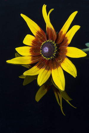 Flower petals with reflection thresholds.