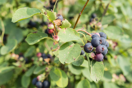 Indian blueberry.