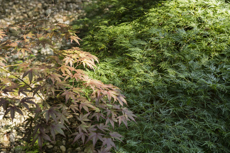Ornamental red maple leaves.