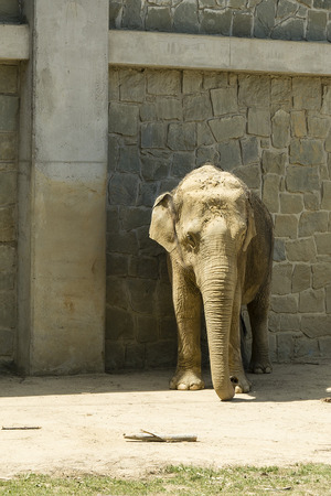 Elephant at the zoo.の写真素材