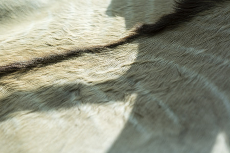 Detail African animal hair with a stripe on the spine.の写真素材