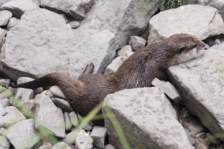 Otter resting on rocks.の写真素材