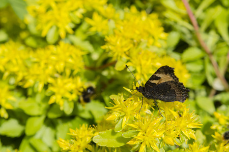 Butterfly small tortoiseshell on yellow flowers.の写真素材