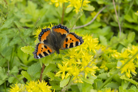 Butterfly small tortoiseshell on yellow flowers.の写真素材