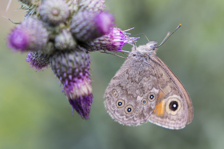 Marbled Butterfly on a thistle flower.