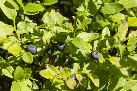 Fruits blueberries on the bush with green leaves.の写真素材
