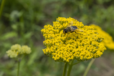 Ornamental tansy and fly in the garden.の写真素材