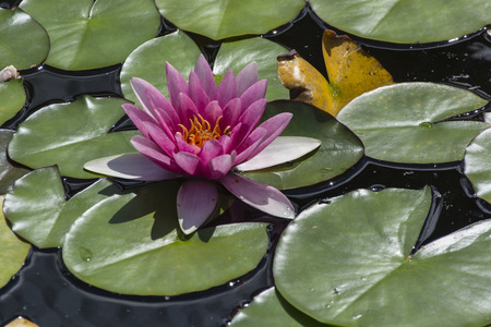 Red lily flower on the pond.の写真素材