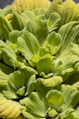 Next time it is floating on water.の写真素材