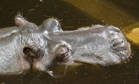 Hippopotamus head on the surface.