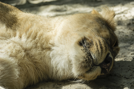 Sleeping lioness on the sand.の写真素材