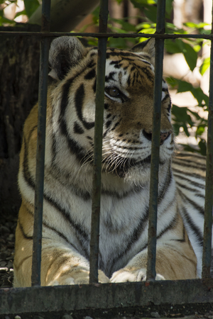 Lying tiger behind bars.の写真素材