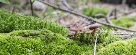 Cortinarius in green moss.