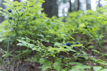 Blueberry fruit on the plant in the forest.の写真素材