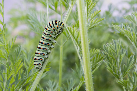 Butterfly caterpillar Swallowtail on the tops of carrots.の写真素材