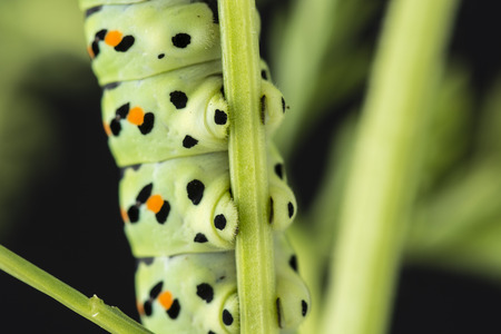 Swallowtail butterfly caterpillar legs on a plant stem.の写真素材