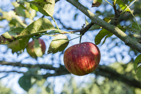 Blushing apple tree.の写真素材