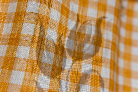 Shadow on the curtain-shaped flowers.の写真素材